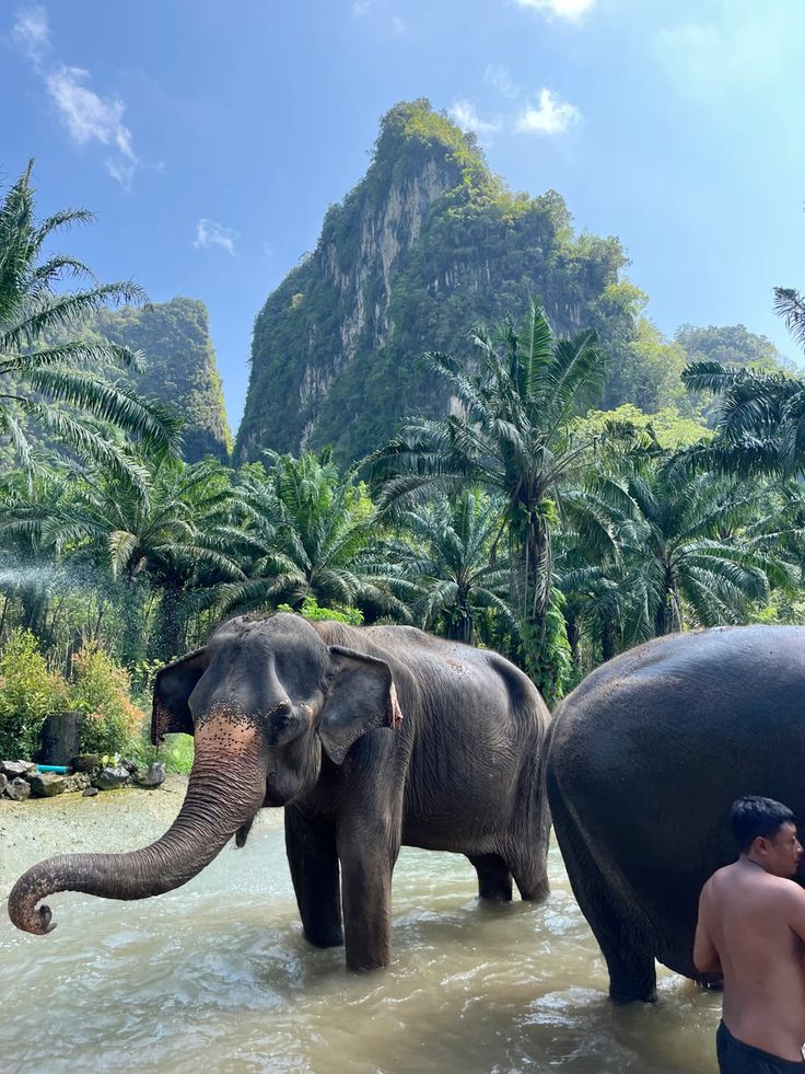 Elephant experience in Thailand